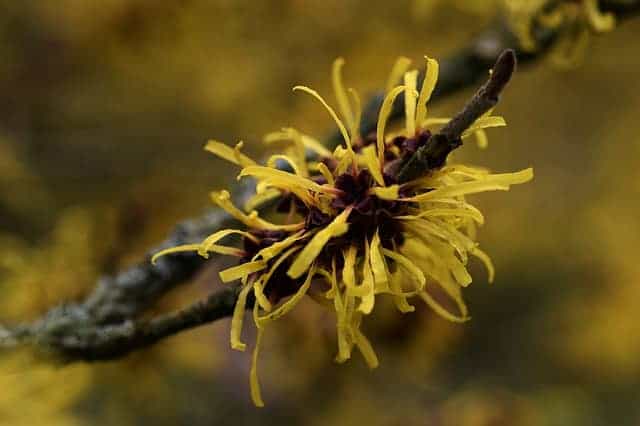 Kräuter Hamamelis virginiana