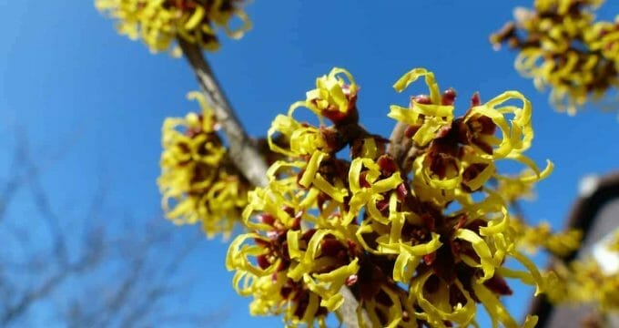 witch hazel 244996 1280