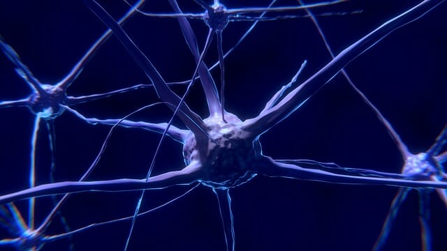 Neuron, Nervenzelle