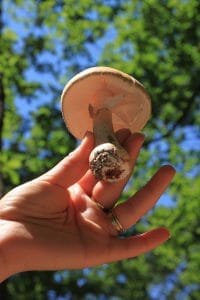 Pilz in der Hand