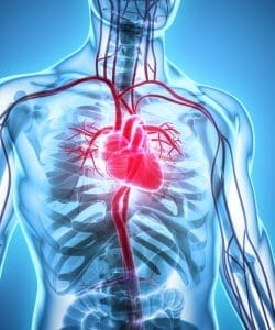  Grafische Darstellung des menschlichen Herzens