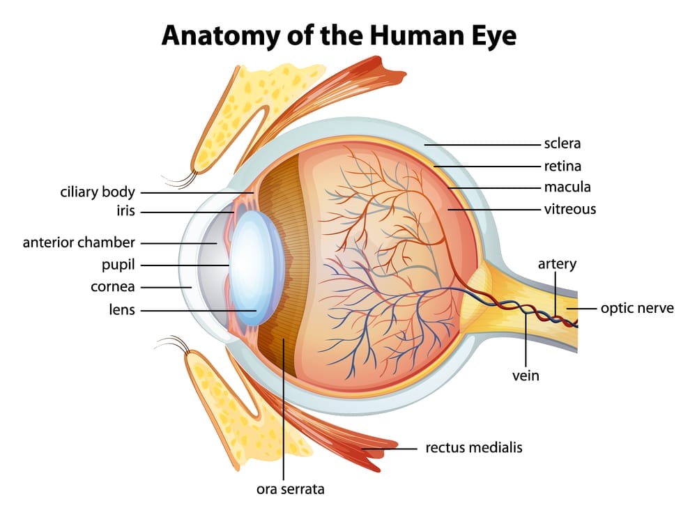  Schema des menschlichen Auges